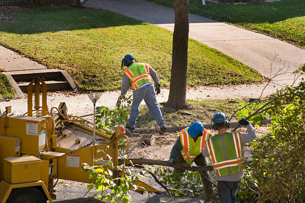 The Steps Involved in Our Tree Care Process in Biglerville, PA